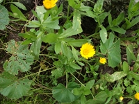 cantara gurne23122011 230